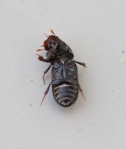 Réf. 247 551 : Pleurophorus caesus